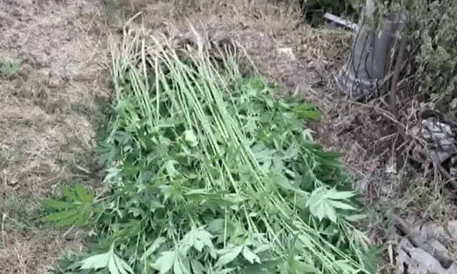 Un sorocean de 54 de ani este suspectat de cultivarea ilegală a plantelor cu conținut narcotic