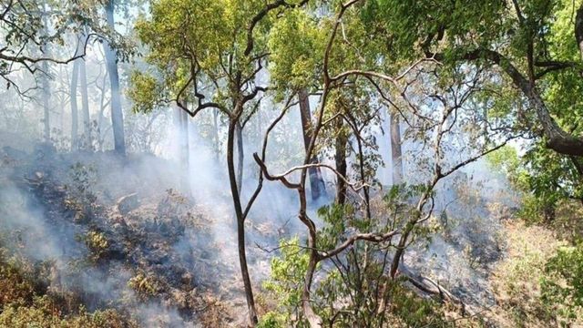 4 Forest Workers Killed While Extinguishing Fire In Uttarakhand