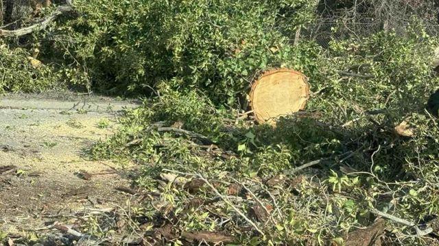 Дърво падна върху два автомобила в центъра на Русе