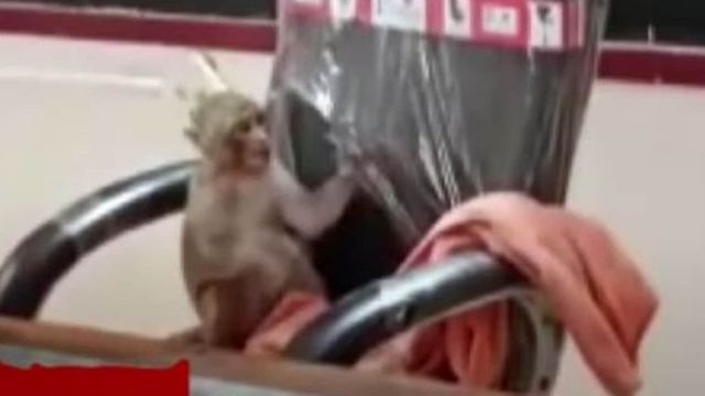 Monkey Plays Around in Principal’s Chair at Gwalior School, Leaves People Amused With His Antics | Watch