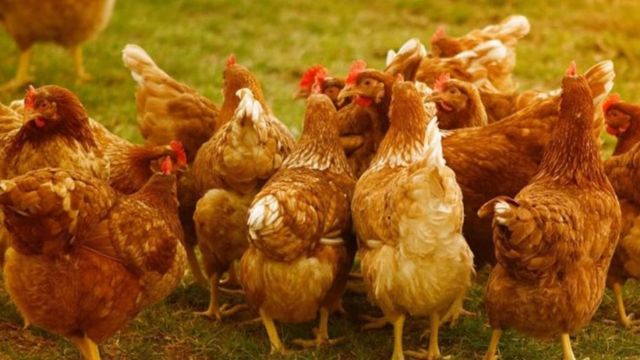 Focar de gripă aviară în Giurgiu. Mii de păsări de la o fermă au fost eutanasiate prin gazare
