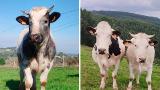 Rescatan a cinco vacas famélicas en Cantabria, las alimentan tres años y el juez obliga ahora a devolverlas al dueño