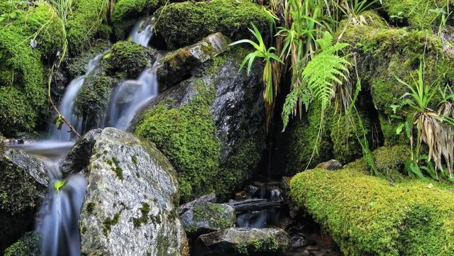 Reforestación, la otra vía para reducir el impacto de las inundaciones