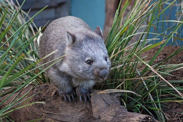 Australia, bufera su influencer Usa che sottrae cucciolo di wombat alla madre per un video social