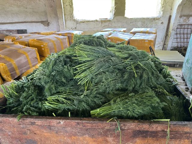 ANSA a distrus 10 tone de mărar de import contaminate cu pesticide