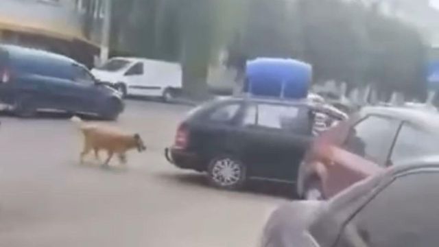 Anchetă după ce un șofer a legat de mașină un câine și a circulat cu el prin Năvodari