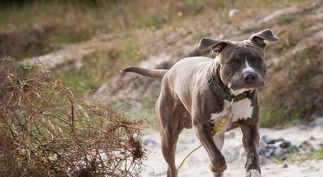 Palermo, anziano sbranato da cani morto a Bagheria