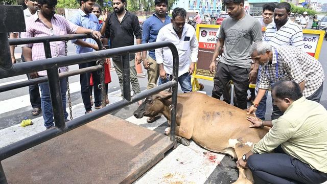 Livestock census starts in Madurai