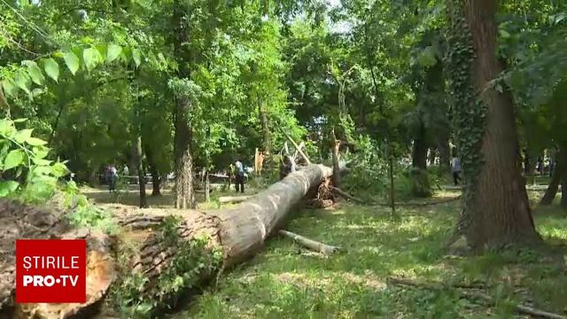 Buzoianu a trimis spre avizare OUG care incriminează tăierea abuzivă a arborilor din spațiile verzi