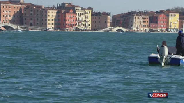 Il delfino Mimmo dà spettacolo nella laguna di Venezia