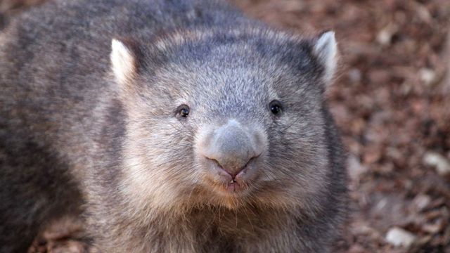 US influencer faces backlash, apologizes for snatching baby wombat in Australia