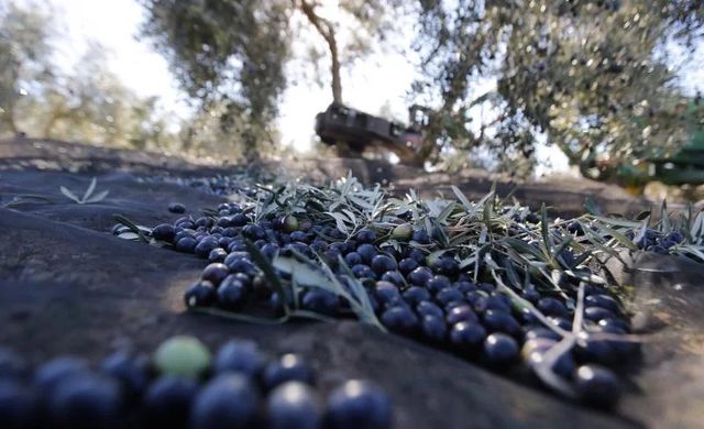 La amenaza comercial de Trump a España golpea al aceite, el vino y los coches
