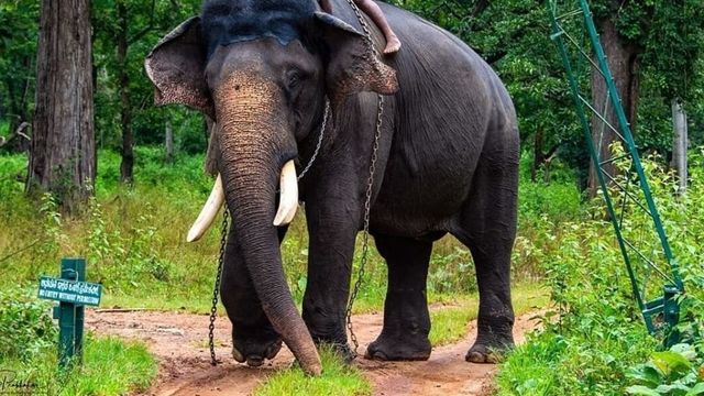 Radio-collared wild elephant captured from Mananthavady in Kerala dies at Bandipur in Karnataka