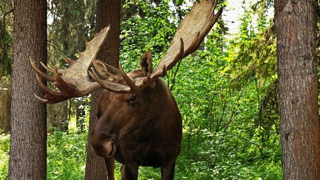 Romsilva a adus patru exemplare de elani în Parcul Natural Vânători Neamț