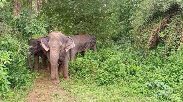 Wild elephant tramples man to death in Wayanad