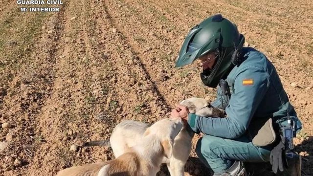 Detenido un hombre en Guadalajara por apalear a un perro hasta la muerte