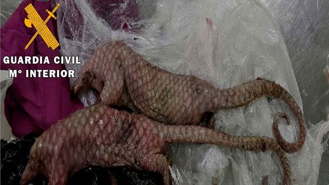 Incautados 15 pangolines muertos en una maleta en el aeropuerto Adolfo Suárez Madrid-Barajas