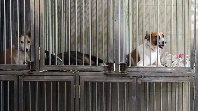 Supreme Court to rule on mass capture of stray dogs in Delhi tomorrow