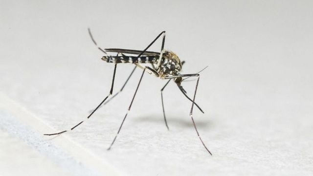 Járványokat is okozhatnak a már megjelent új szúnyogfajok