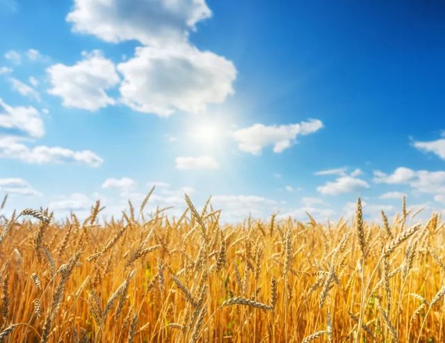 Русия каза кога ще се върне към зърнената сделка