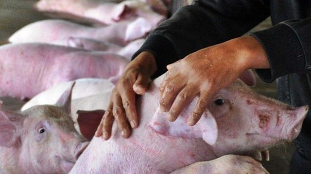 Trei focare de pestă porcină și două de rabie, confirmate în Republica Moldova