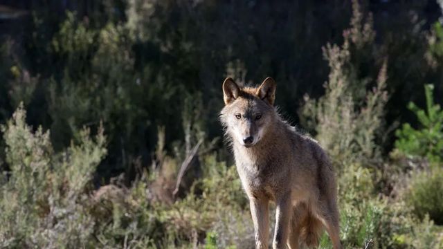 La Justicia europea declara ilegal la ley de Castilla y León que permite cazar lobos