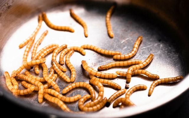 Proiectul lui Ciolacu prin care se interzice făina de insecte în produsele tradiționale, adoptat