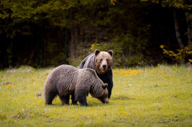O femeie a murit după ce a fost urmărită de un urs în Slovacia