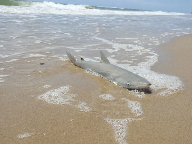 Rechinii din apele de coastă ale Braziliei conțin urme de cocaină în organism