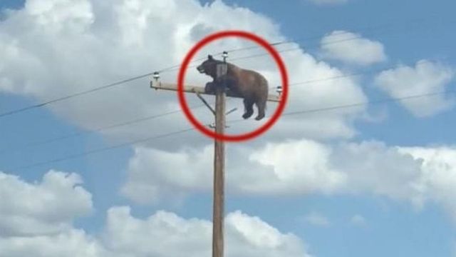 Imagini virale: Urs negru, blocat pe un stâlp de electricitate