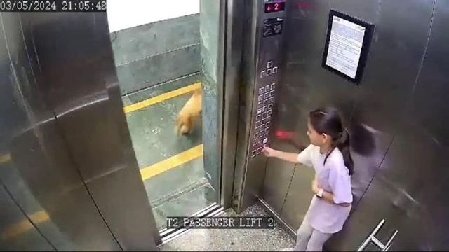 Girl Bitten By Dog In Lift At Noida Apartment