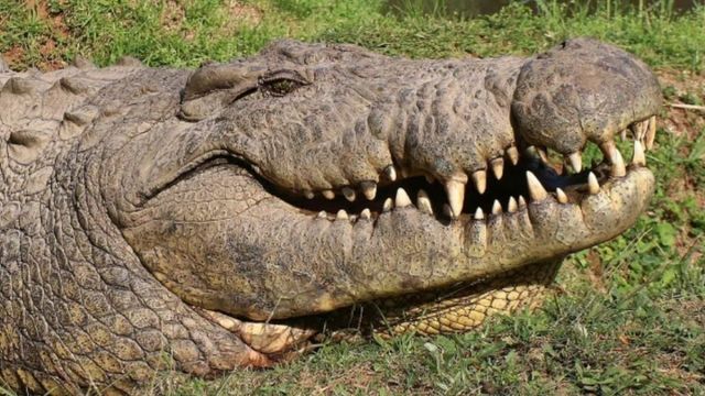 Da Miami a Torino con una testa di coccodrillo in valigia, denunciato un passeggero