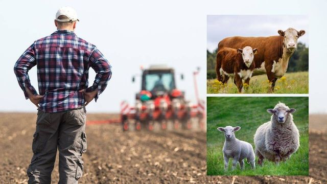 37,6 milioane de lei au ajuns săptămâna trecută în conturile agricultorilor