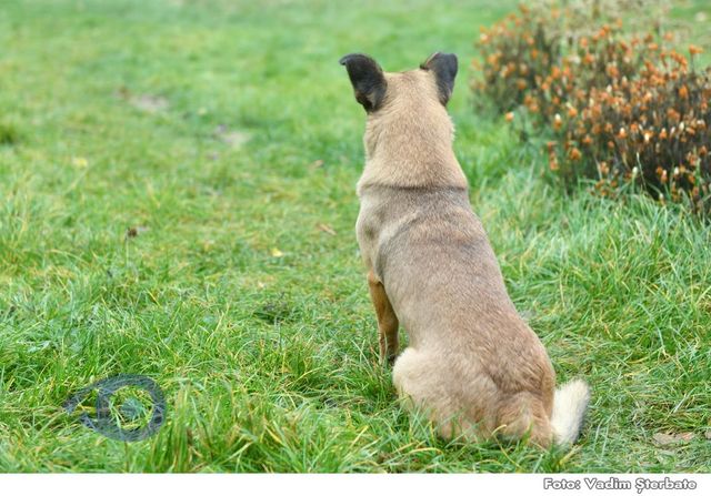 Bărbat din Florești, rănit de propria armă în timp ce încerca să împuște un câine fără stăpân