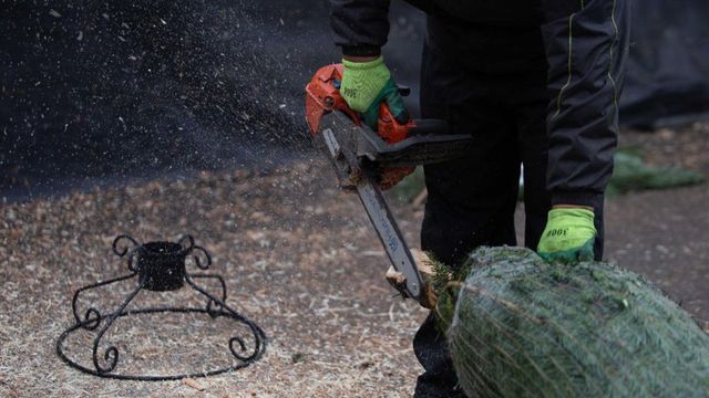 Brazii de Craciun, colectati gratuit in Capitala. Depozitarea pe domeniul public, ilegala - ce amenda risti