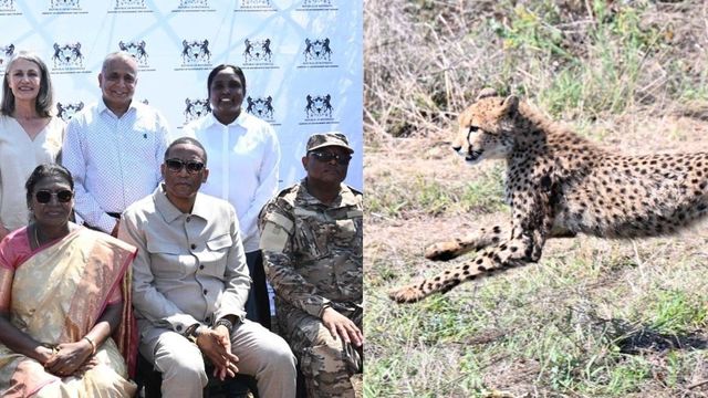 Botswana hands over eight cheetahs to India