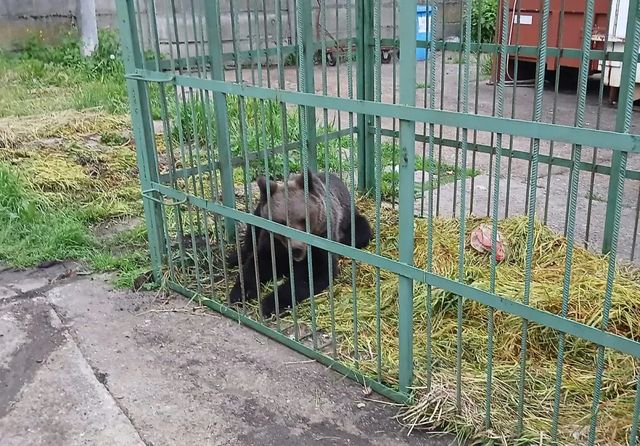Urs prins în curtea Școlii de Poliție Câmpina