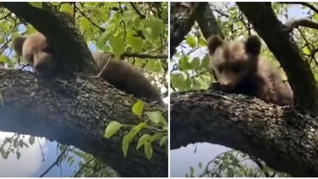 Un pui de urs a fost salvat de jandarmi după ce a rămas blocat într-un copac, în județul Mureș