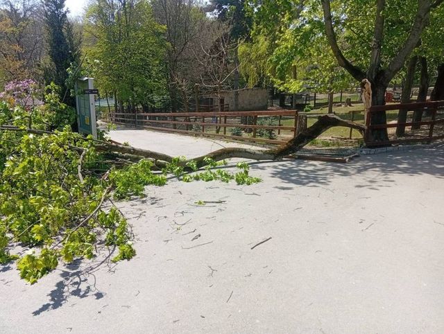 Un copil de 6 ani, rănit grav după ce un copac a căzut peste el pe teritoriul Grădinii Zoologice