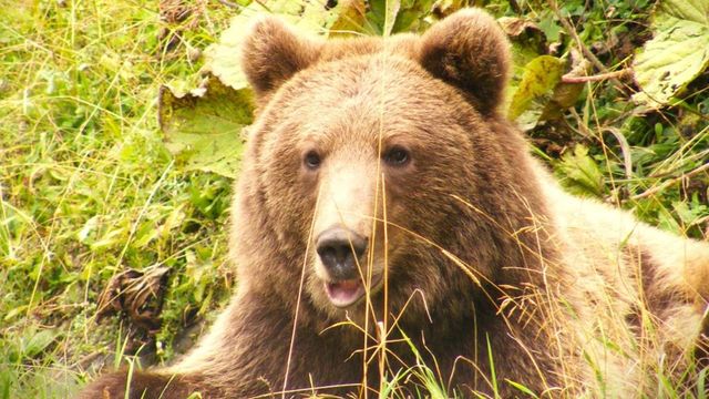 Alertă de urs în Valea Avrigului, Sibiu. Localnicii, avertizați să fie atenți