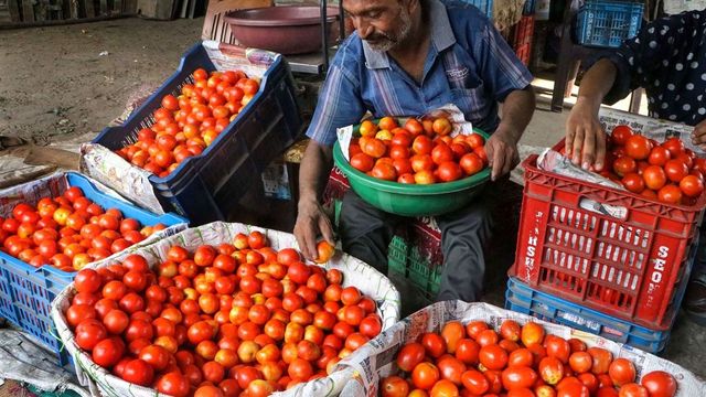 Tomato Prices Come Down To Rs 20 Per Kg In Karnataka As Supply Improves Substantially