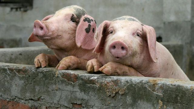 Cât costă un porc înainte de Crăciun