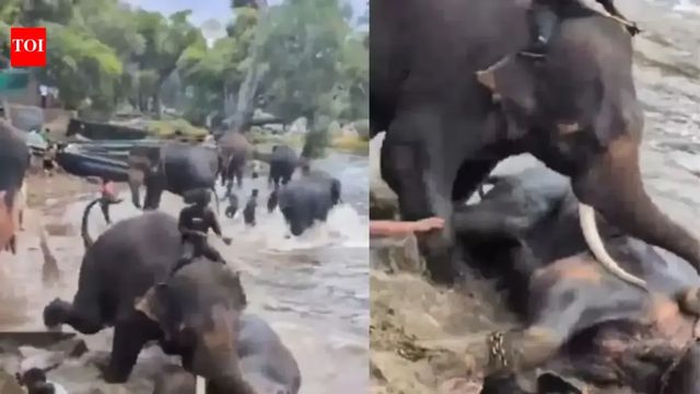 Tamil Nadu tourist dies after being caught in clash between two elephants at Dubare Elephant Camp in Karnataka