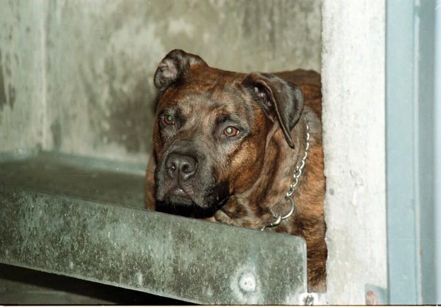 Salerno, bimbo di 13 mesi azzannato da un pitbull in casa