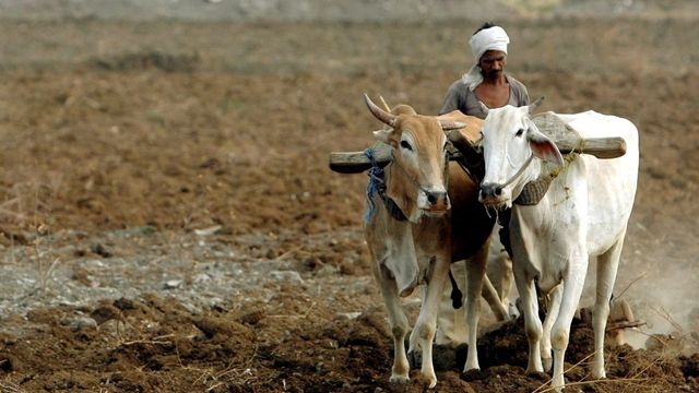 Centre extends subsidy on DAP fertiliser to ensure availability for farmers