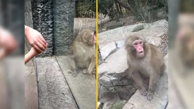 Zoo Visitor Shows Monkey a Magic Trick, His Reaction is Hilarious. Watch