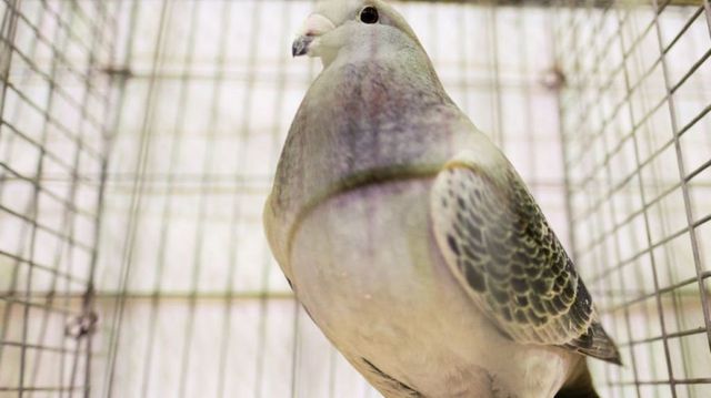 Un porumbel care a fost scos la licitație cu 200 de euro s-a vândut cu 1,6 milioane