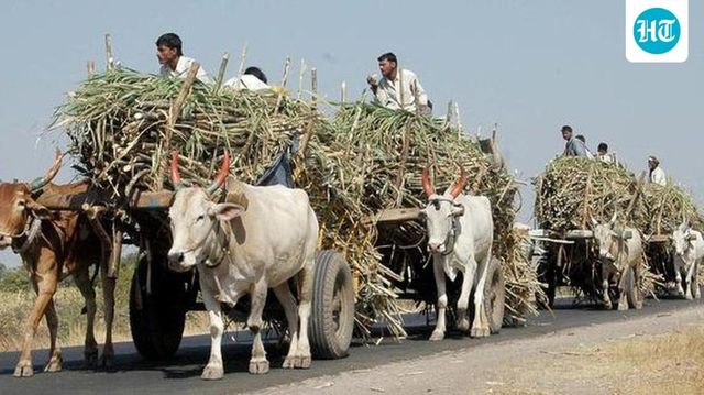 Protesting Sugarcane Farmers Throw Slippers At Karnataka Minister Shivanand Patils Car