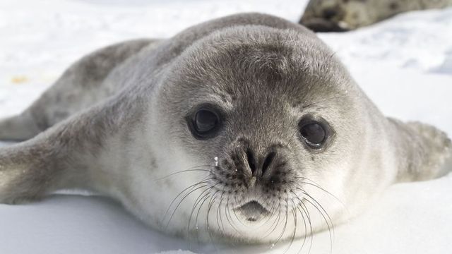 Kiderült, hogy pontosan hány Weddel-fóka él az Antarktiszon