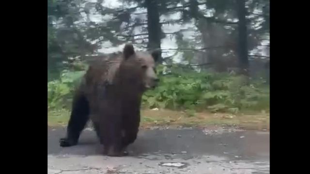 Polițiștii rutieri din Sibiu au dat nas în nas cu un urs, pe Transfăgărășan